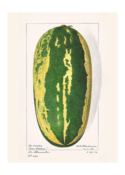 Watermelon Antique Vintage Fruit Print
