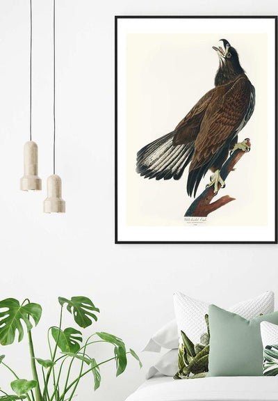 White Headed Eagle Vintage Antique Bird Print