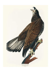 White Headed Eagle Vintage Antique Bird Print