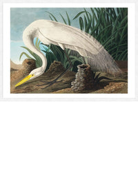 White Heron Vintage Bird Print