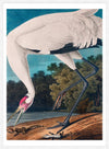 Whooping Crane 2 Vintage Bird Print
