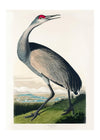 Whooping Crane Vintage Bird Print