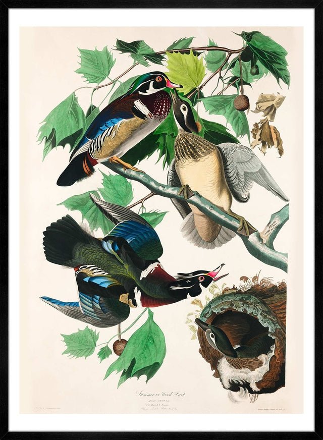 Wood Duck Vintage Bird Print
