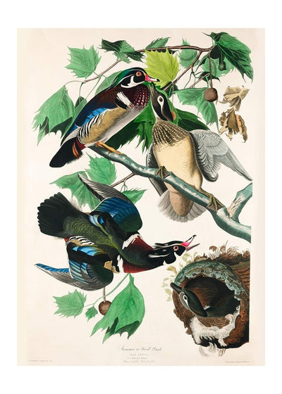 Wood Duck Vintage Bird Print