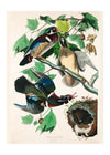 Wood Duck Vintage Bird Print
