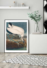 Wood Stork Vintage Bird Print