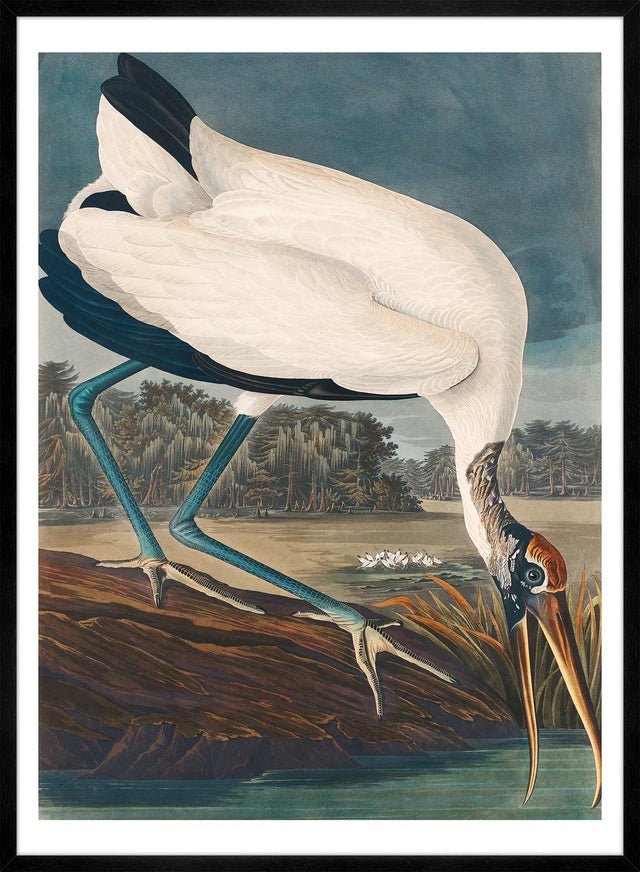 Wood Stork Vintage Bird Print