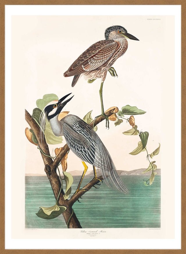 Yellow Crowned Heron Vintage Bird Print