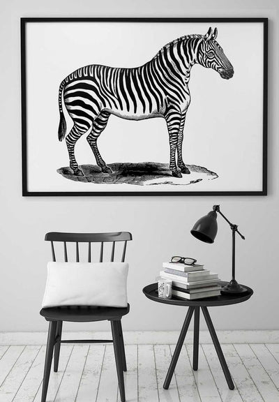 Zebra Vintage Antique Print