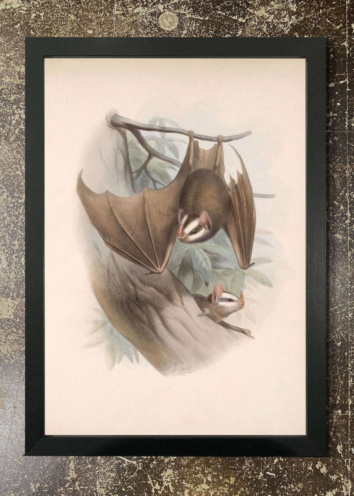 Vintage Bats - Framed 21x30cm Print