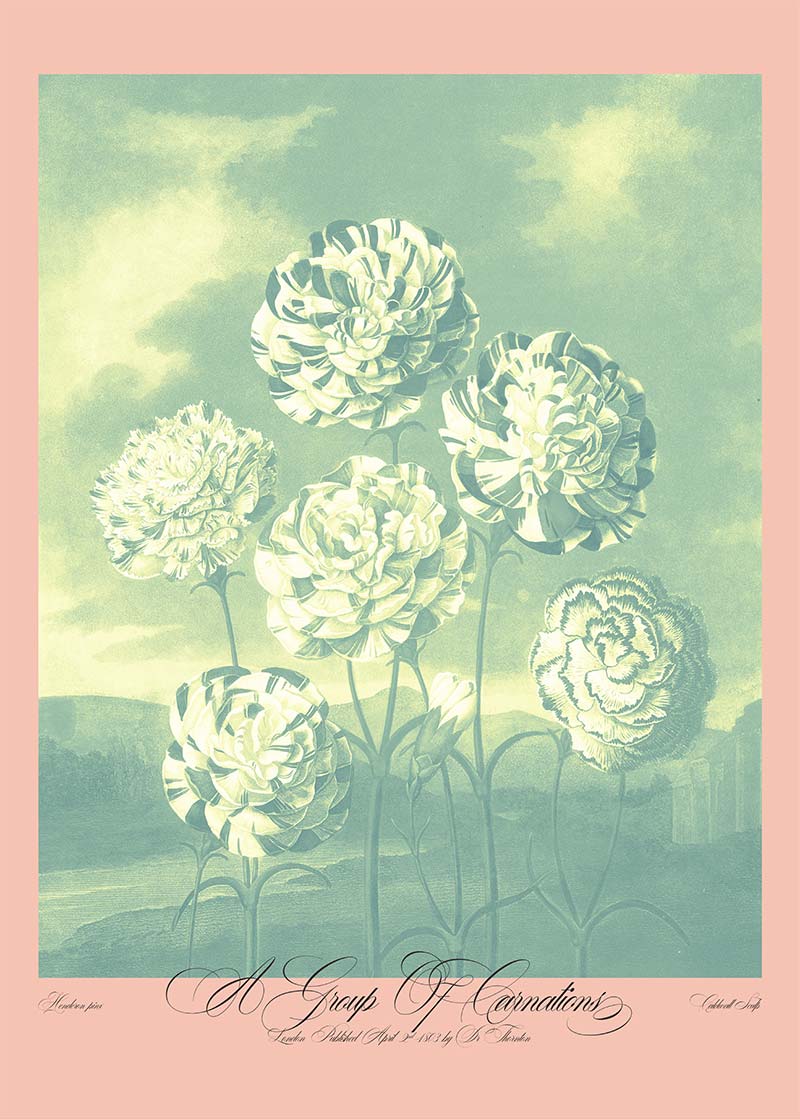 A Group Of Carnations Pastel Flowers Print