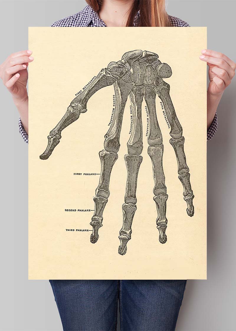 Vintage Medical Skeleton Hand Illustration Print