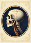 Vintage Skull Medical Diagram Side View Print