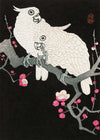 Two cockatoo and plum blossom by Ohara Koson