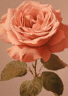 Large Close-Up Peach Rose Painting