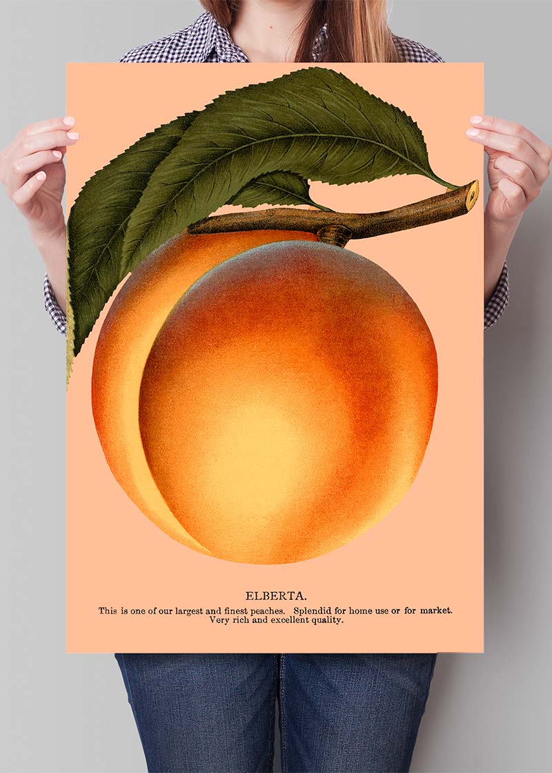 Large Vintage Elberta Peach Print