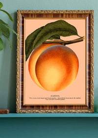 Large Vintage Elberta Peach Print