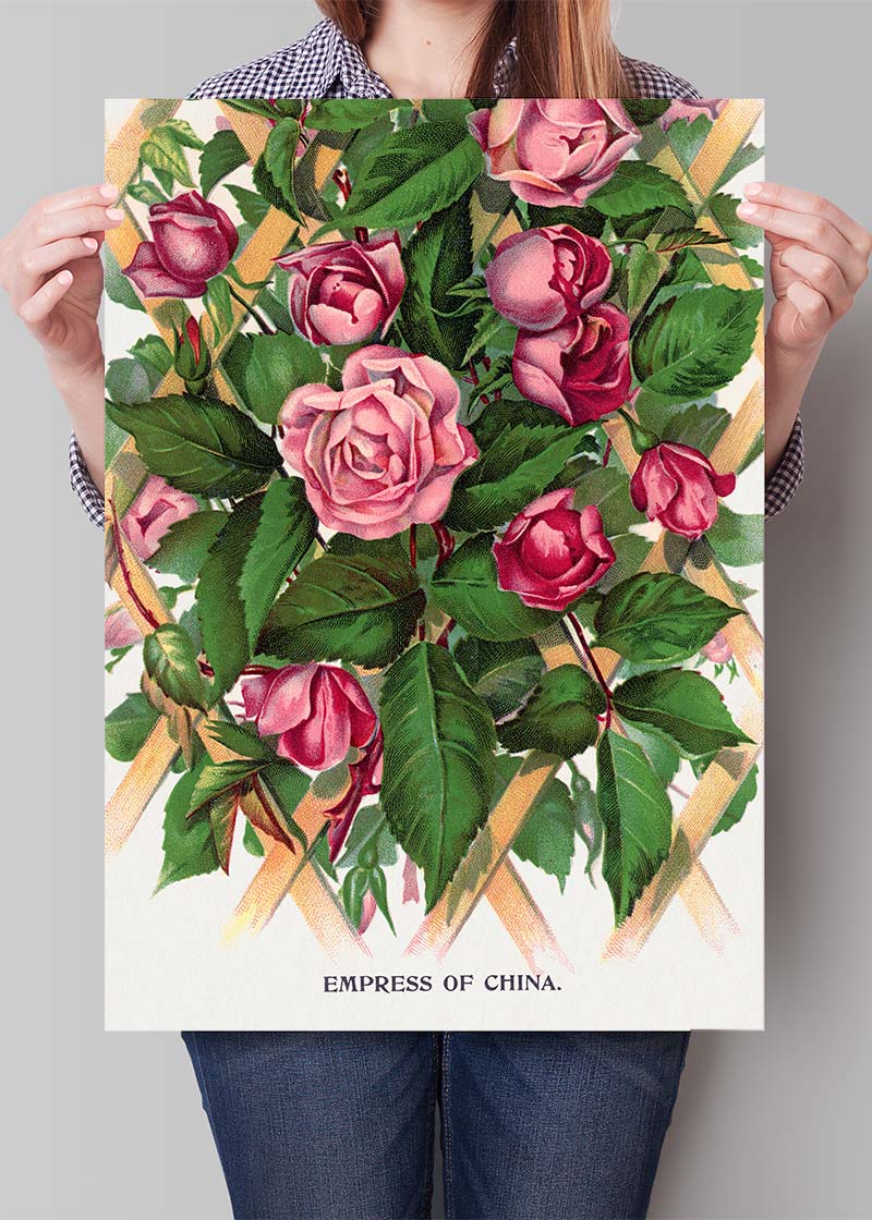 Empress of China Rose Vintage Lithograph Print