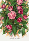 Empress of China Rose Vintage Lithograph Print