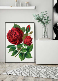 Red Rose Vintage Lithograph Print