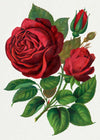 Red Rose Vintage Lithograph Print