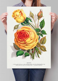 Sunset Rose Vintage Lithograph Print