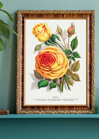 Sunset Rose Vintage Lithograph Print