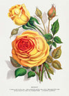 Sunset Rose Vintage Lithograph Print