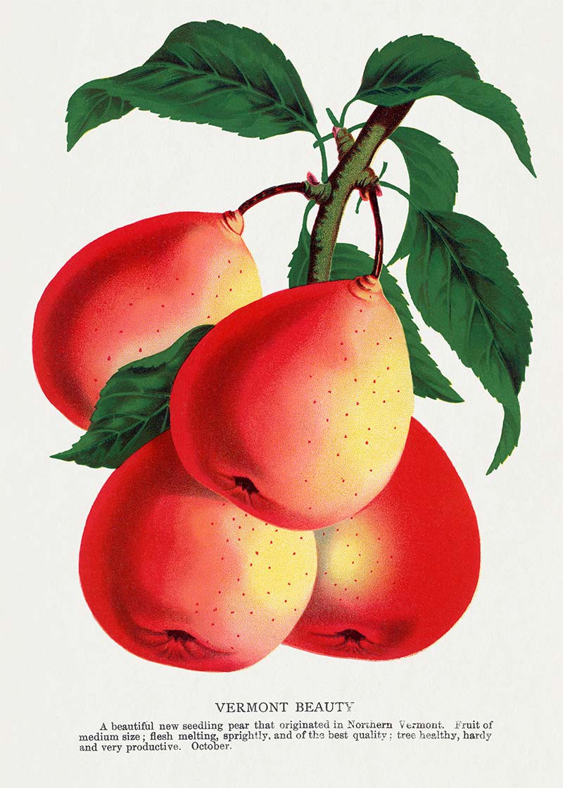 Vermont Beauty pear Vintage Lithograph Print