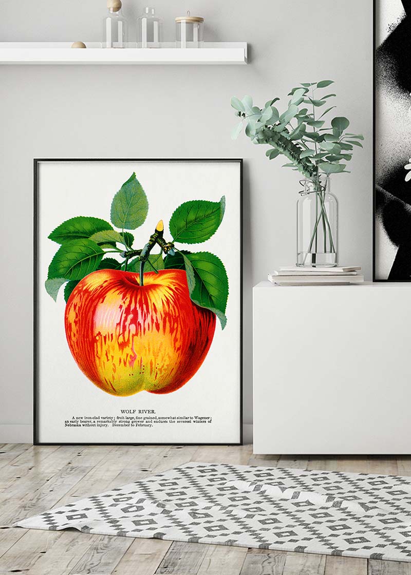 Wolf River Apple Lithograph Print