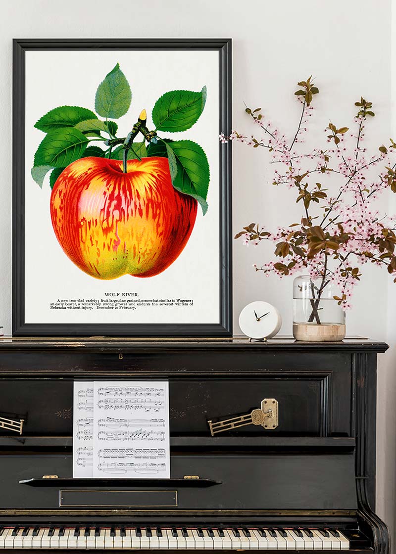 Wolf River Apple Lithograph Print