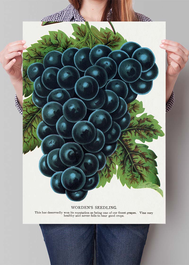 Worden's Seedling Grape vintage lithograph print
