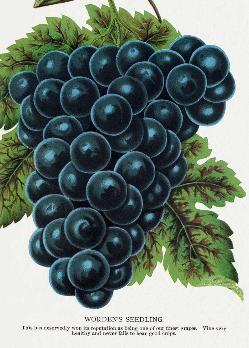 Worden's Seedling Grape vintage lithograph print