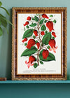 Red flower Clematis Coccinea Vintage Lithograph Print