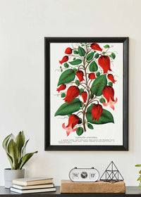 Red flower Clematis Coccinea Vintage Lithograph Print