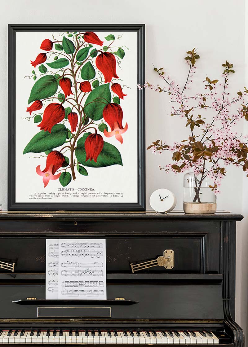 Red flower Clematis Coccinea Vintage Lithograph Print