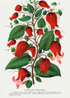 Red flower Clematis Coccinea Vintage Lithograph Print