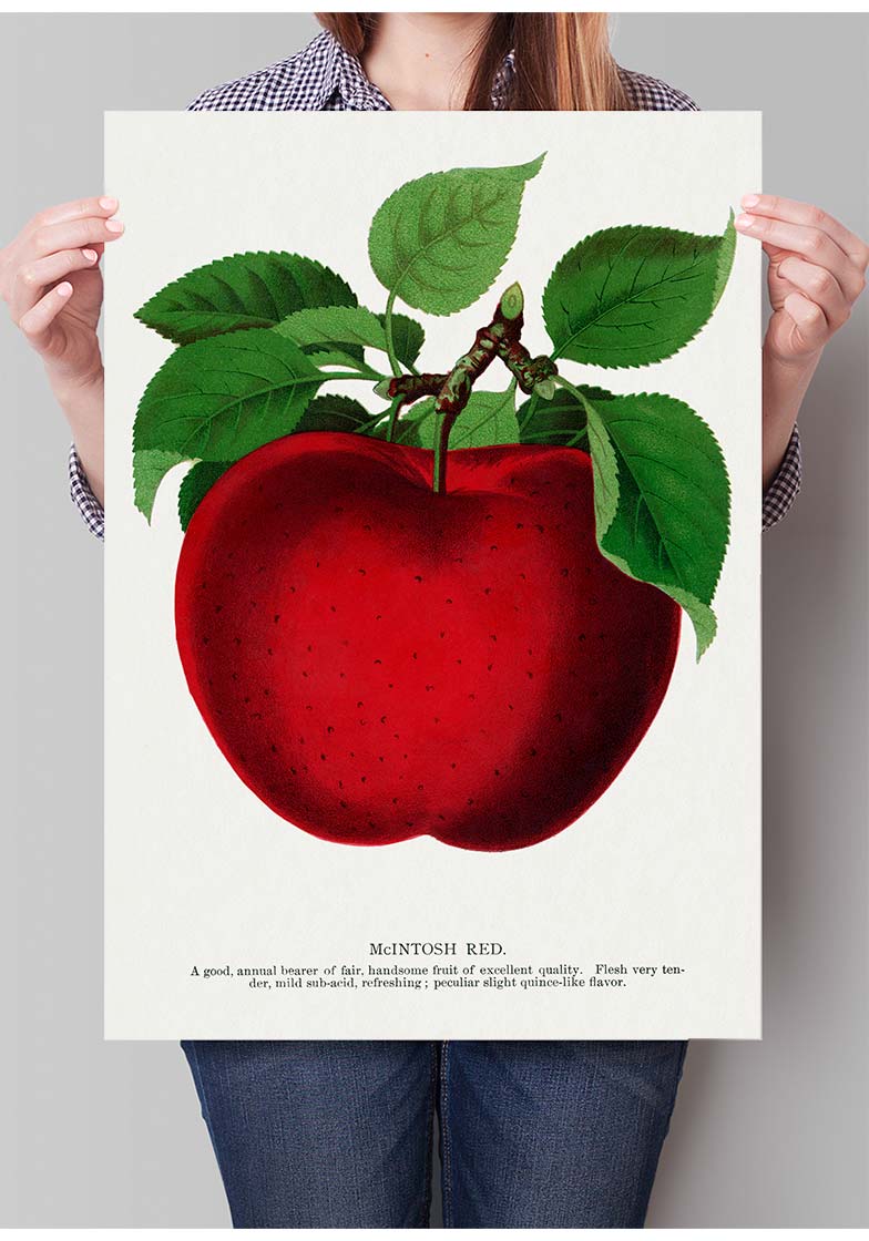 Mcintosh red apple Vintage Lithograph Print