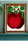 Mcintosh red apple Vintage Lithograph Print