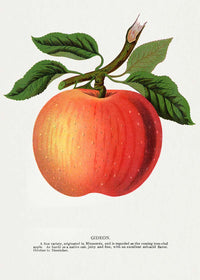 Gideon Apple Vintage Lithograph Print