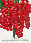 Fay's Prolific Currant Vintage Lithograph Print
