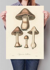 Vintage Mushrooms Print - Agaricus Bulbosus
