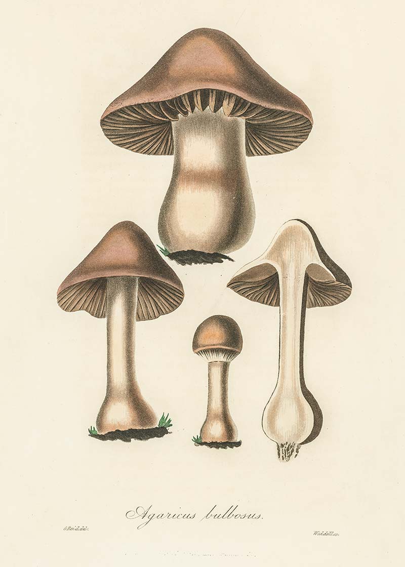 Vintage Mushrooms Print - Agaricus Bulbosus