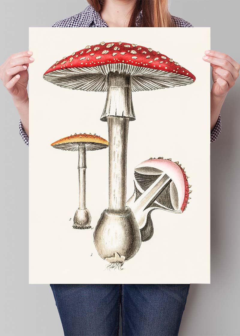 Vintage Red Mushrooms Illustration