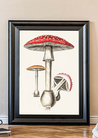 Vintage Red Mushrooms Illustration