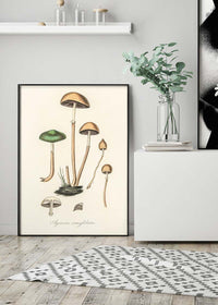 Vintage Mushrooms Print - Agaricus Semiglobatus