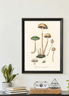 Vintage Mushrooms Print - Agaricus Semiglobatus