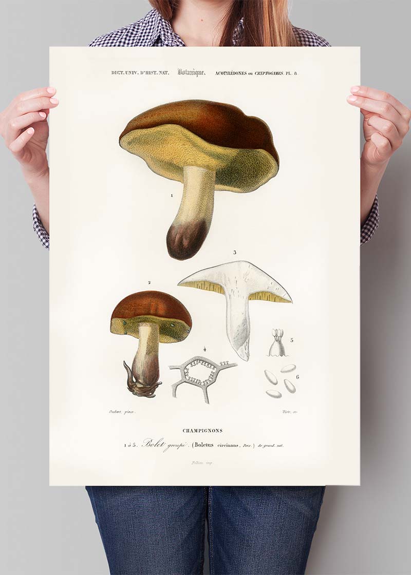Vintage Champignons Botanique Print