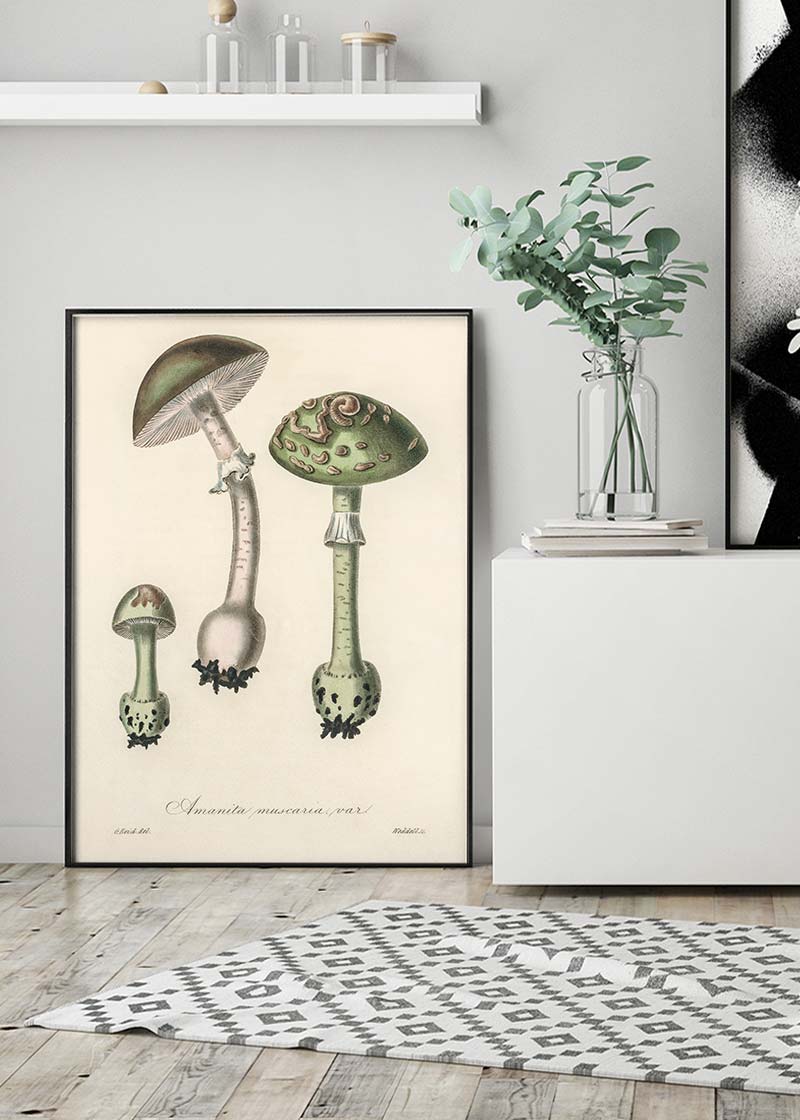 Vintage Mushrooms Green Print - Amanita Muscaria Prar