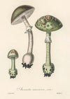 Vintage Mushrooms Green Print - Amanita Muscaria Prar